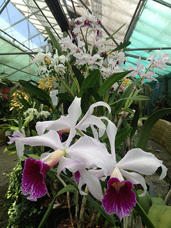Cattleya orchids flowering in Orchid Paradise